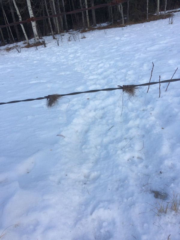 A fence is shown in the snow with no one around.