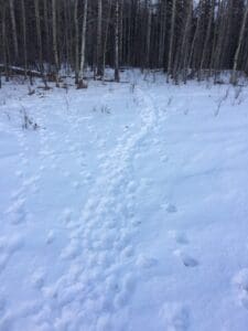 A trail of animal tracks in the snow.