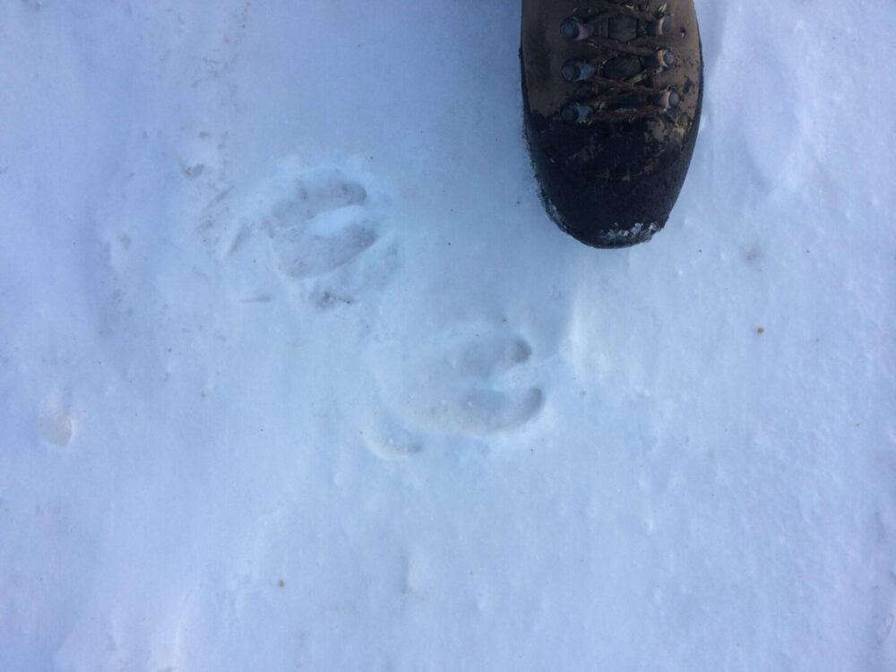 A dog 's paw prints in the snow