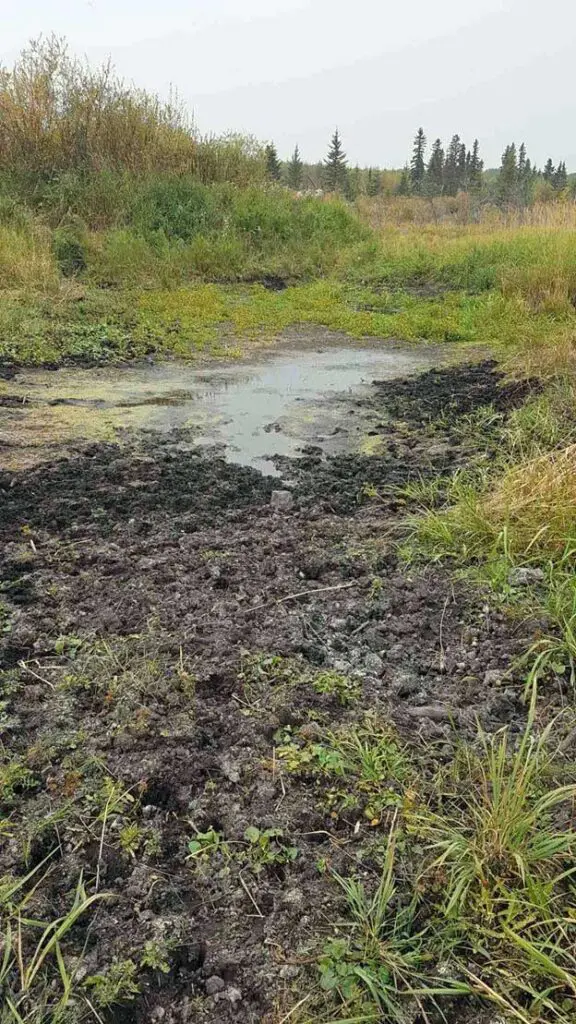 A muddy field with grass and bushes around it.