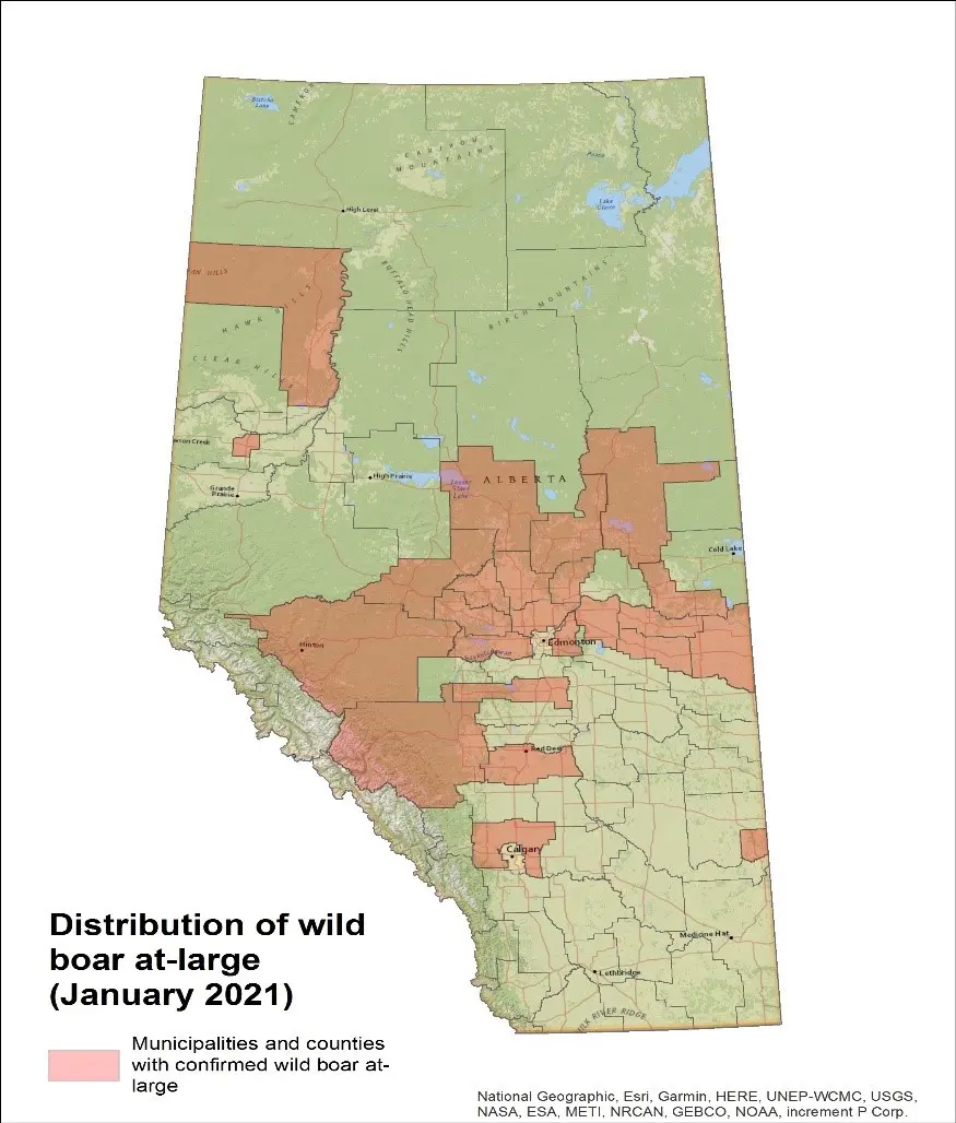 A map of the distribution of wild bear at-large.