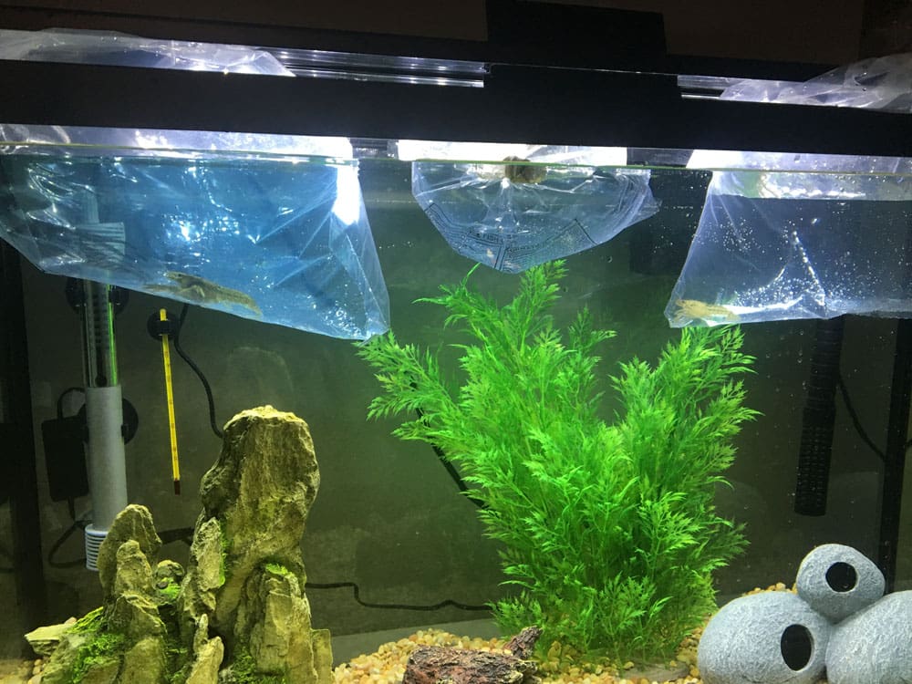 A fish tank with some plants and lights