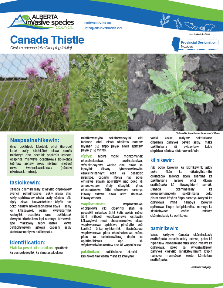 A picture of the front page of canada thistle.