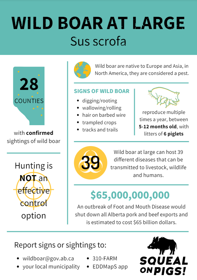 A picture of the infographic with information about wildlife.
