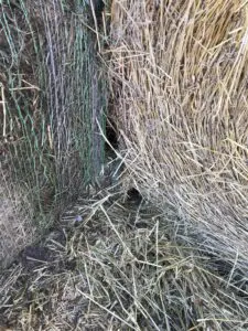 Rat burrow under the bale