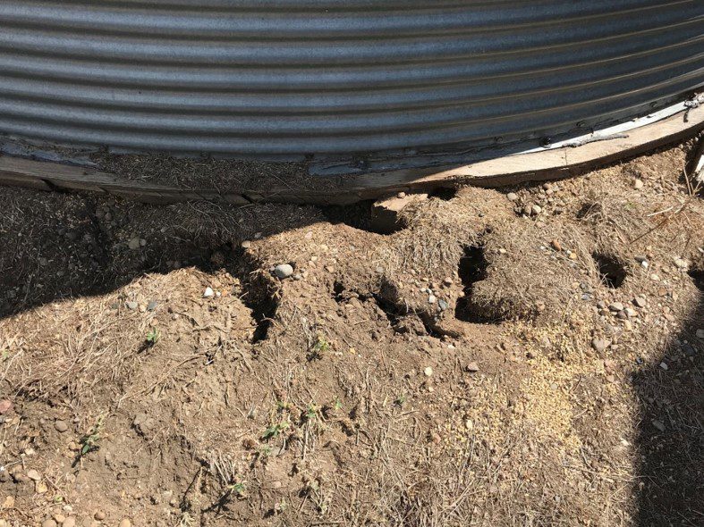 Rat burrowed under the grainery