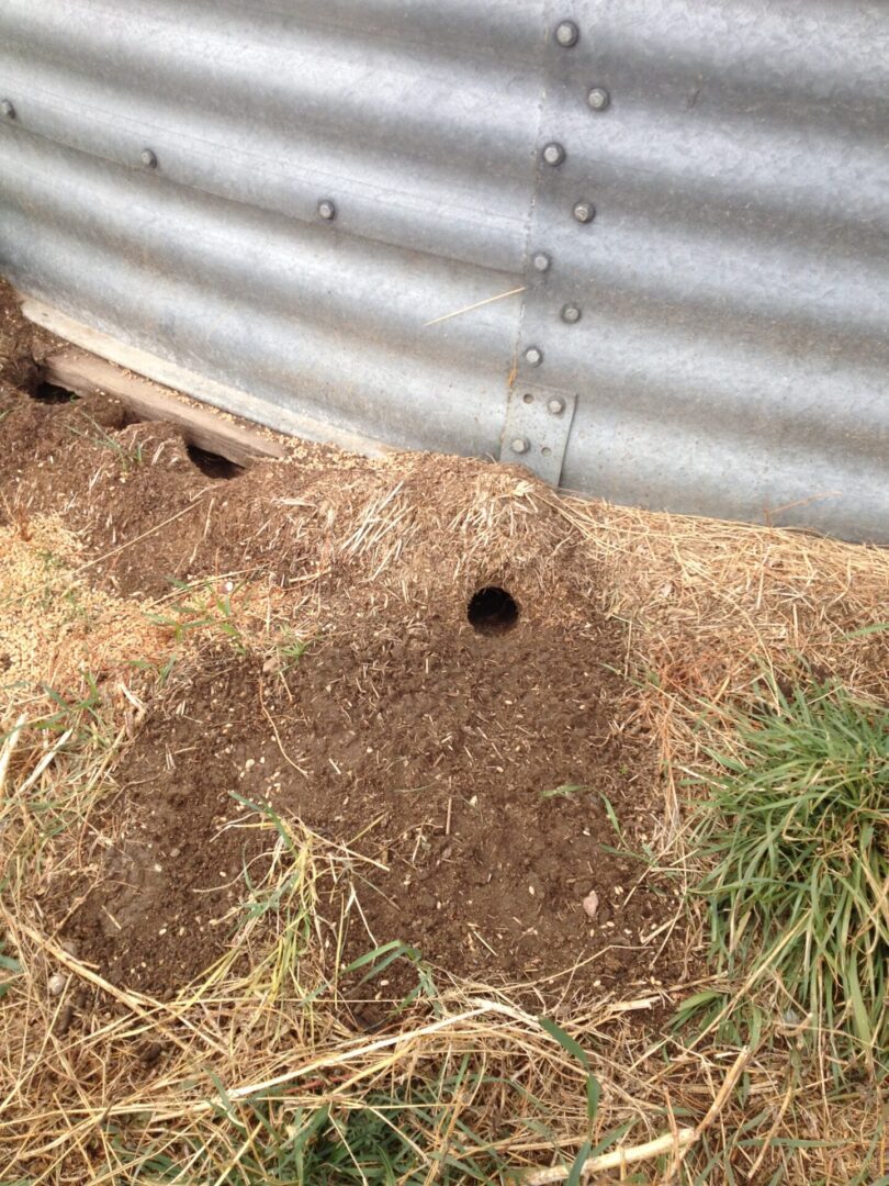 Rats burrowed under the grainery