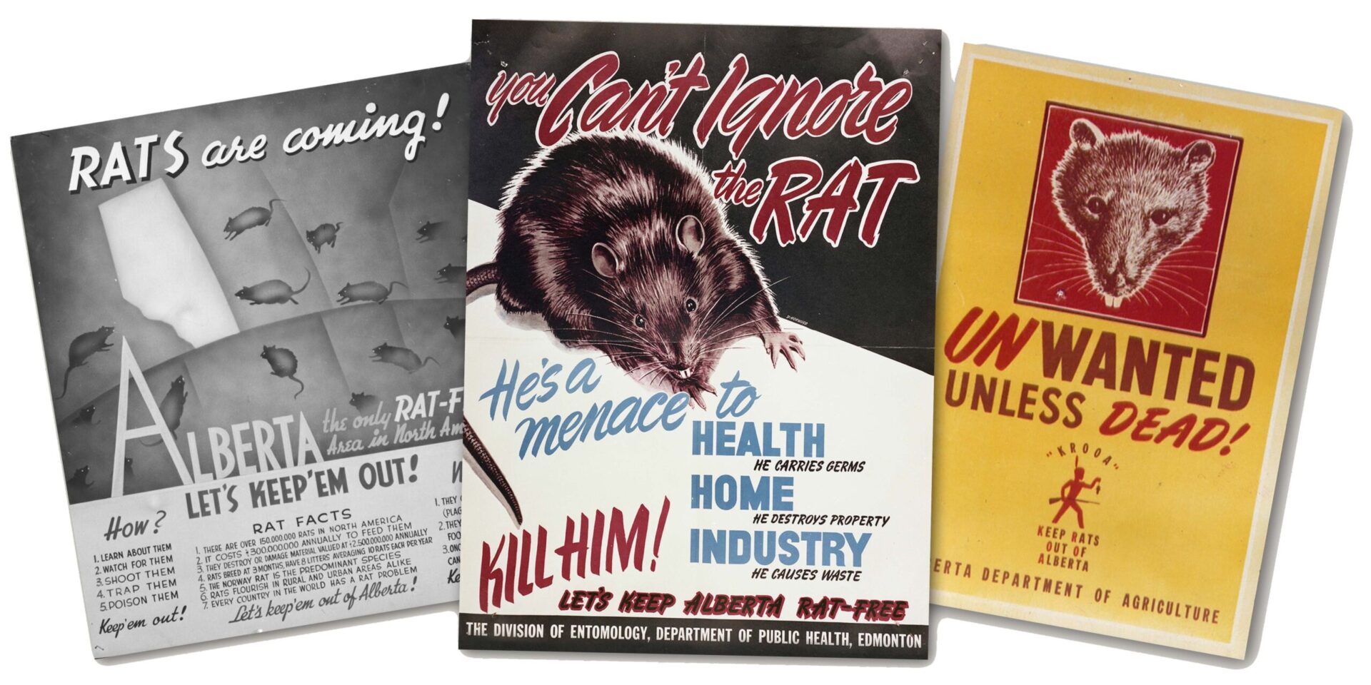 alberta-rat-control-posters-scaled