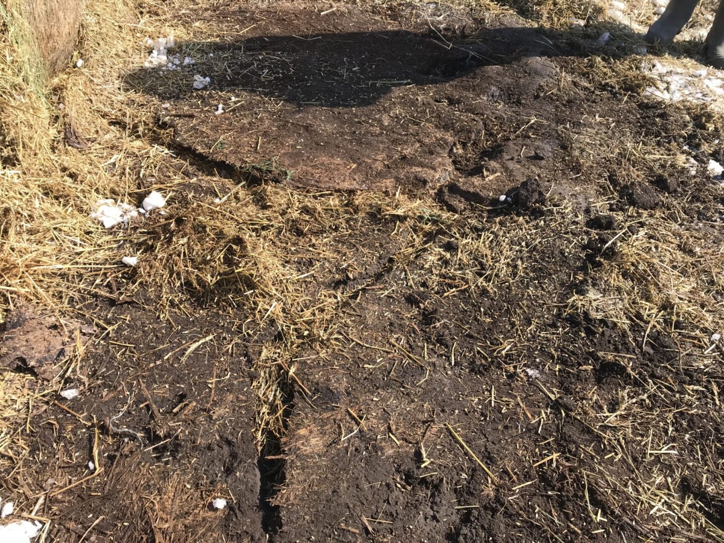 rat tracks or runways under stored bales in winter