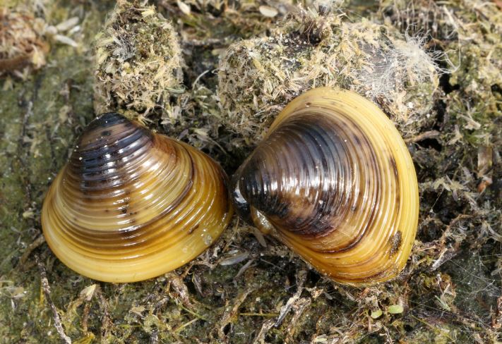 Asian clam Asian clam