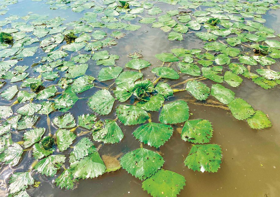 European water chestnut European water chestnut