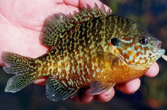 Pumpkinseed Pumpkinseed