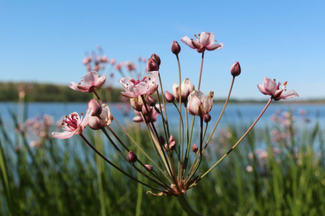 Flowering rush Flowering rush