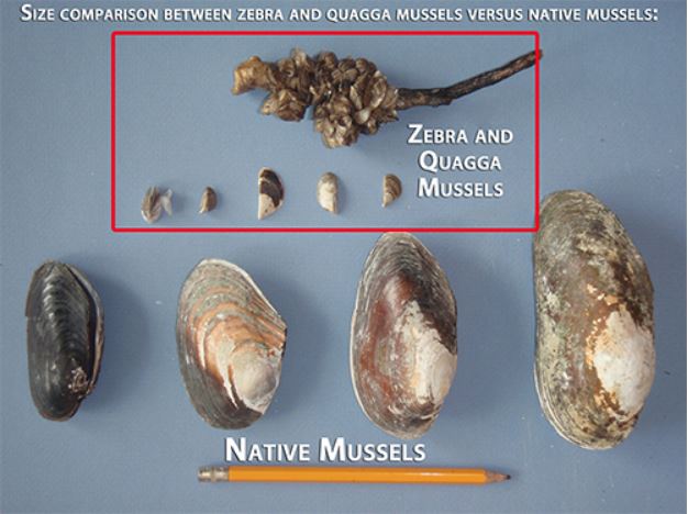 Invasive-vs-Native-Mussels Invasive-vs-Native-Mussels