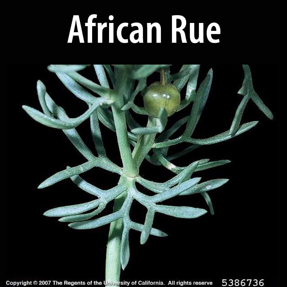 African rue A close up of the leaves on an african rue plant.