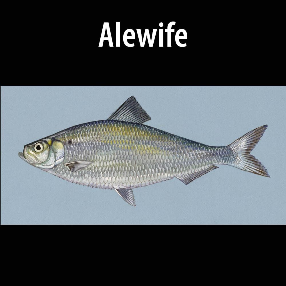 Alewife Thumb A fish is shown in this picture with the word " alewife ".