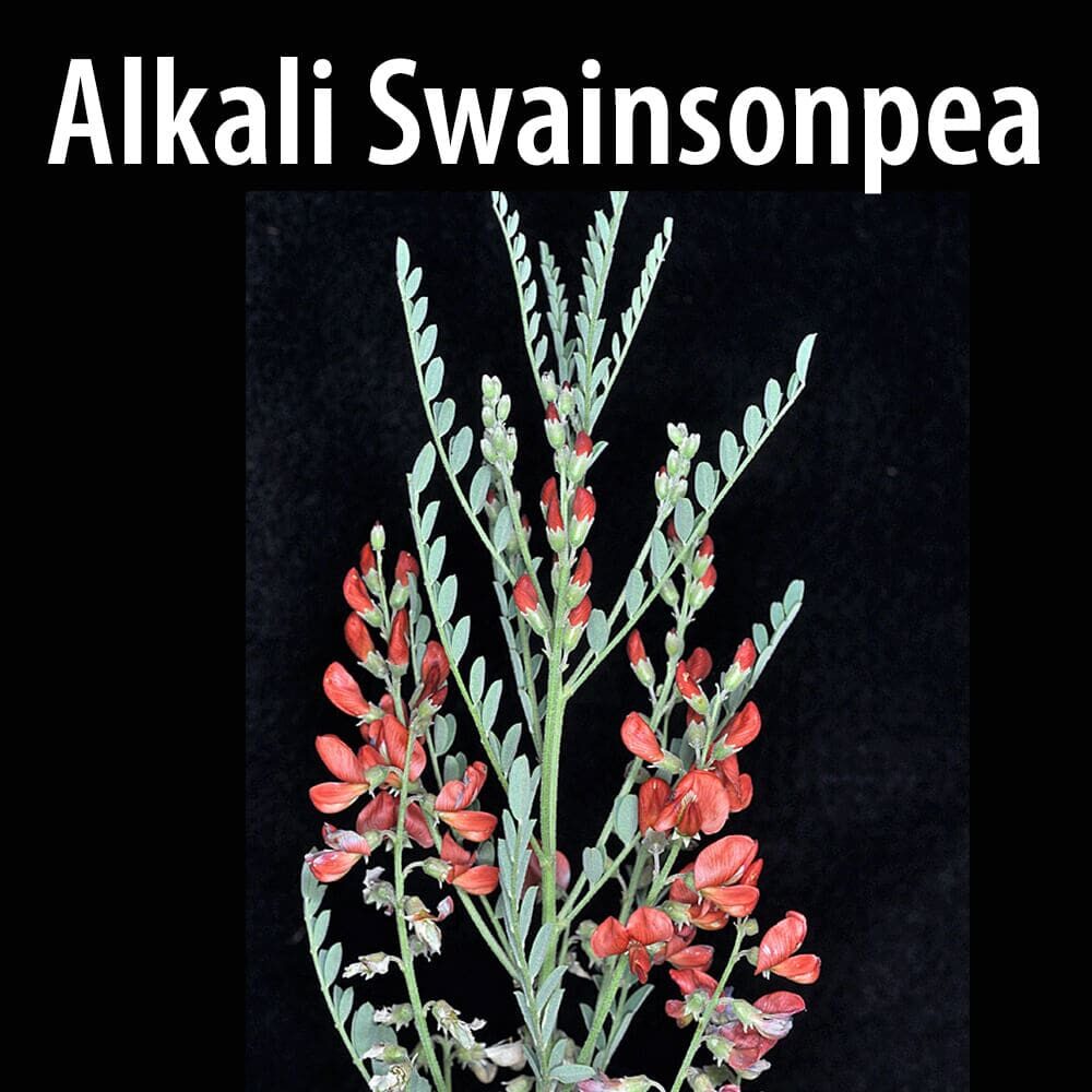 Alkali-swainsonpea(1) A close up of the plant alkali swainsonpea