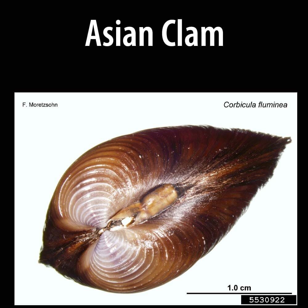 Asian Clam 7 A close up of the shell of an asian clam