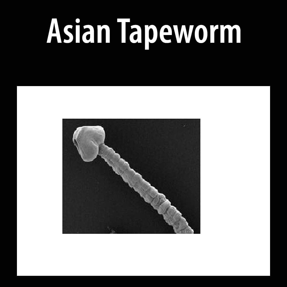 Asian Tapeworm 1 A black and white photo of the asian tapeworm.