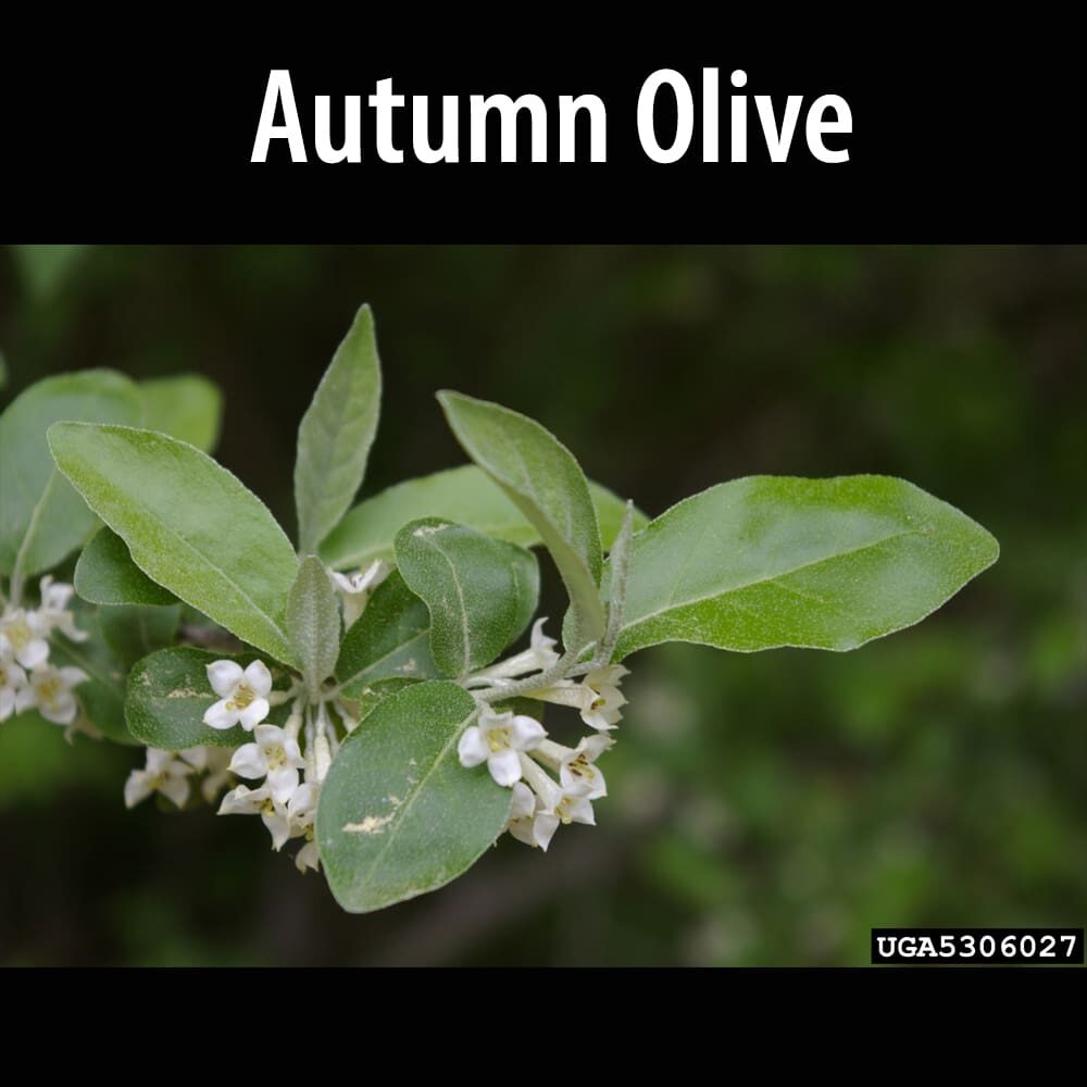 Autumn Olive A close up of leaves and flowers on a tree