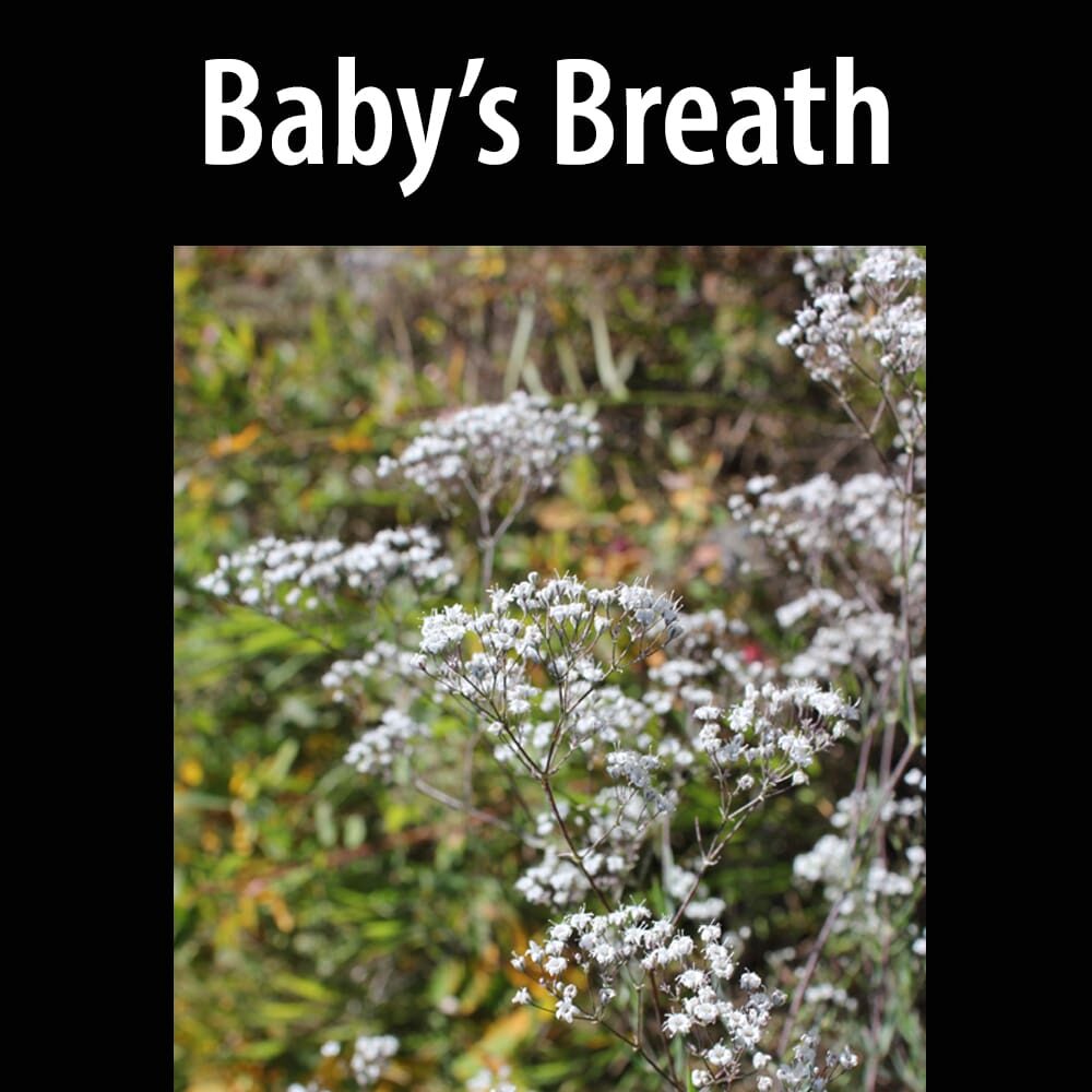 Baby's breath A close up of some white flowers with the words " baby 's breath ".