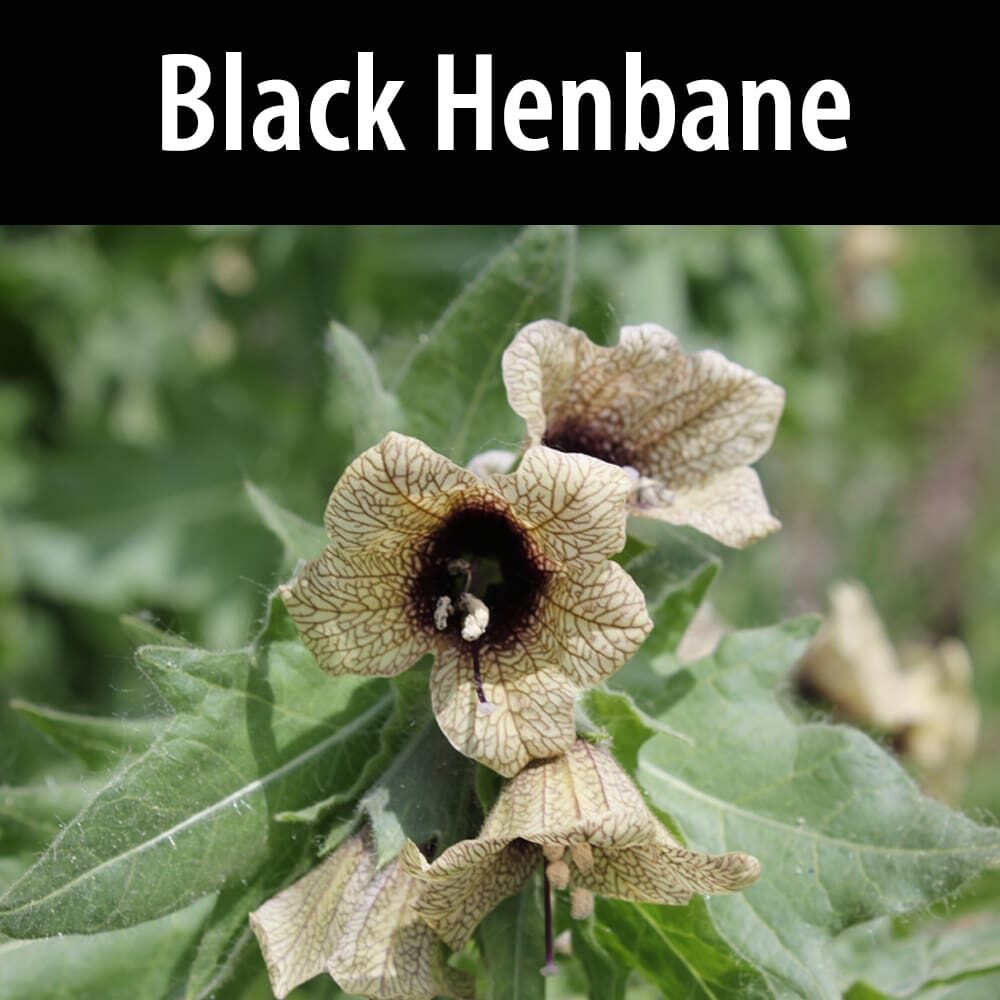 Black henbane A close up of the flowers with text