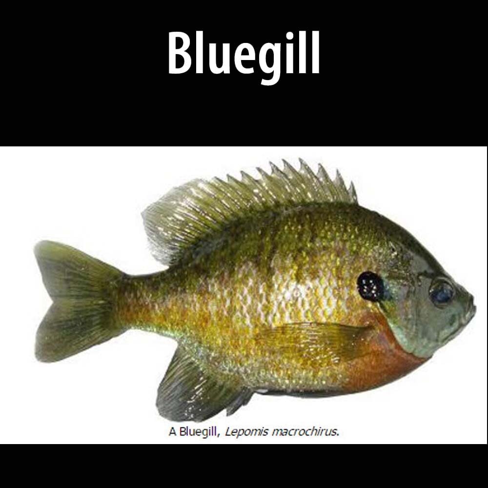 Bluegill thumb A blue gill fish is shown on the black background.