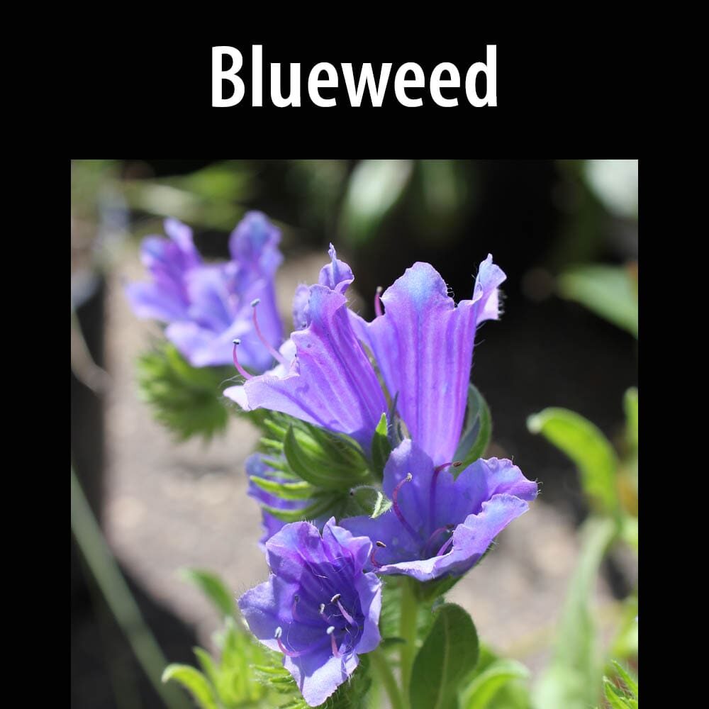 Blueweed-1 A close up of some purple flowers with text
