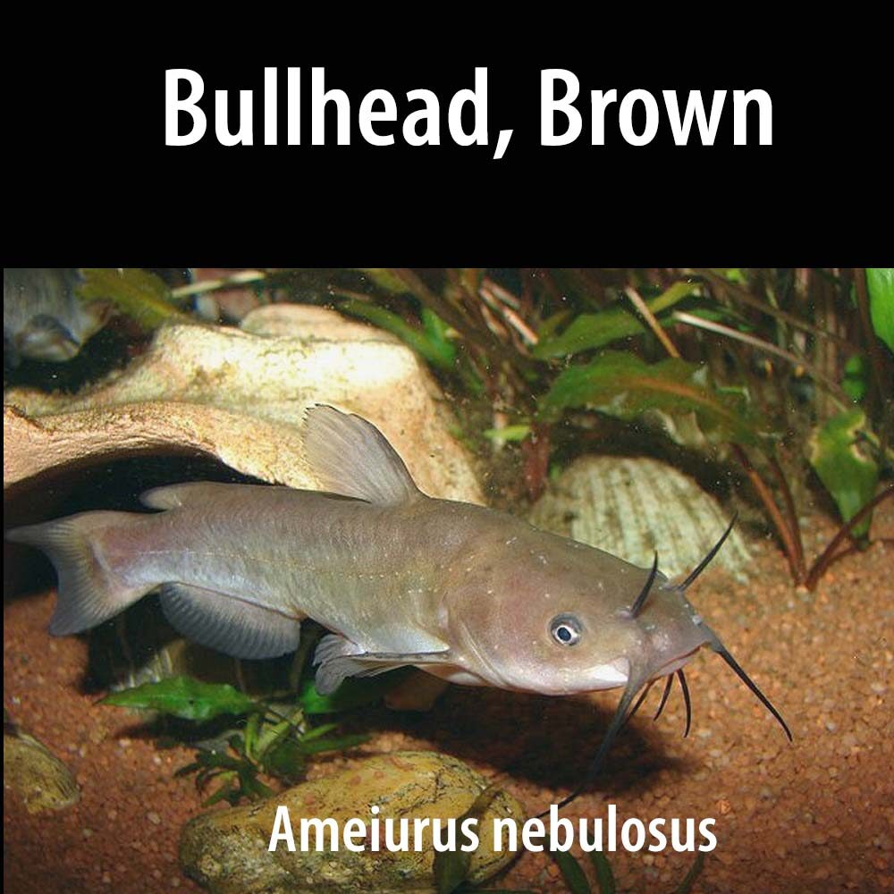 Brown Bullhead thumb A fish is sitting in the dirt near some plants.