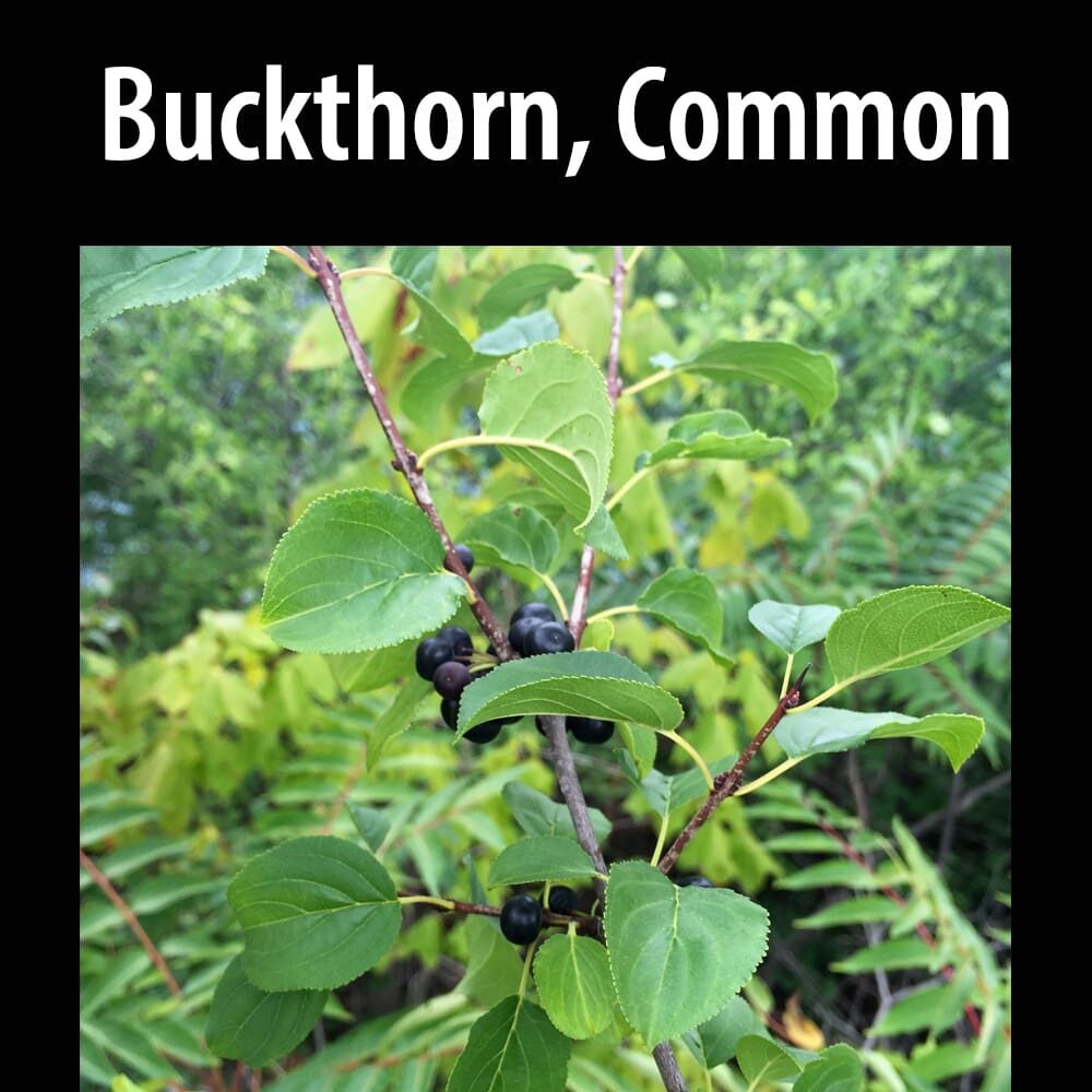 Buckthorn Common A close up of some green leaves and berries