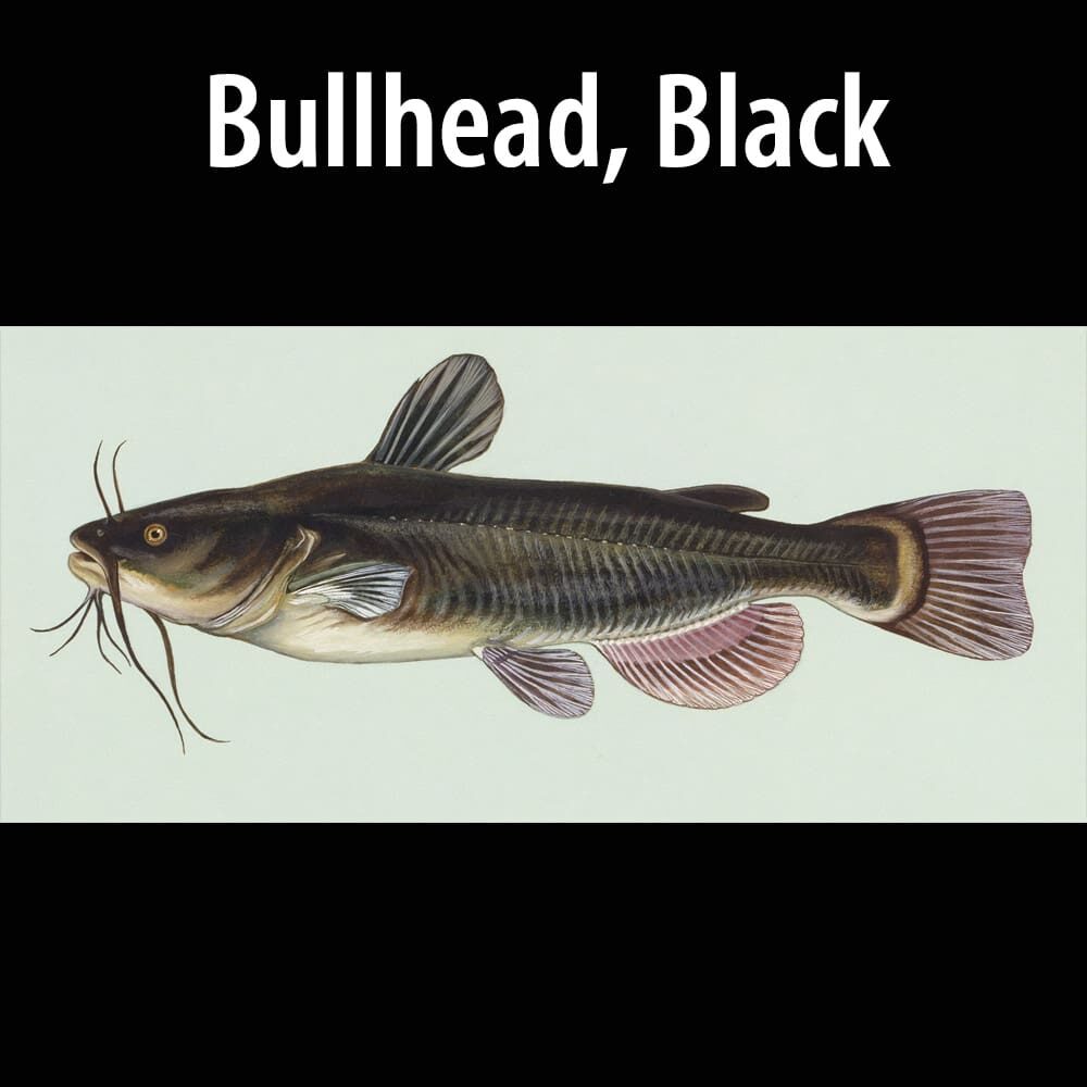 Bullhead Black A painting of a fish with the words bullhead, black.