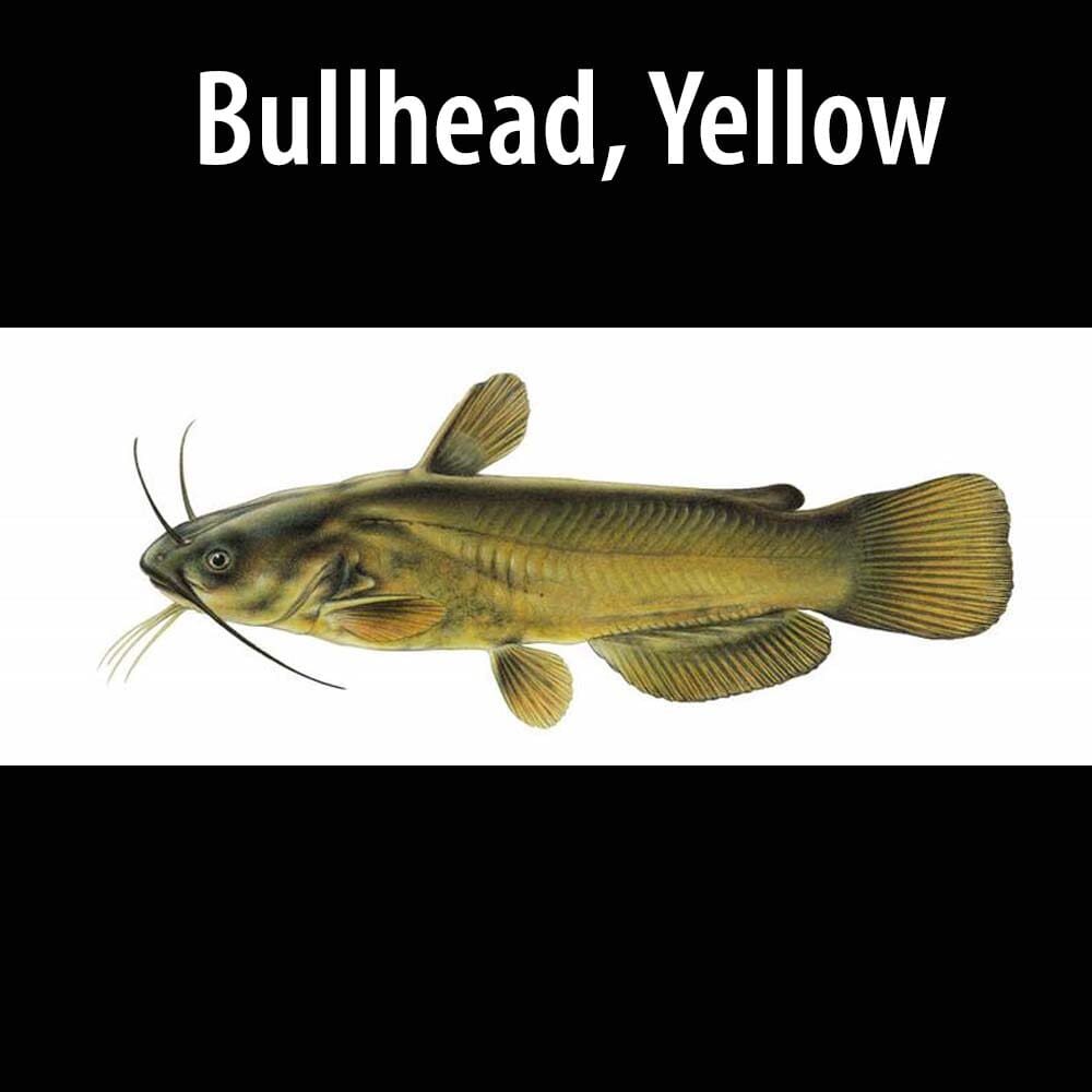 Bullhead Yellow A fish with long fins and a black stripe on its back.