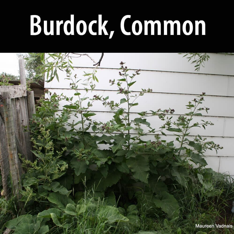 Burdock-Common(1) A garden with many plants and bushes.