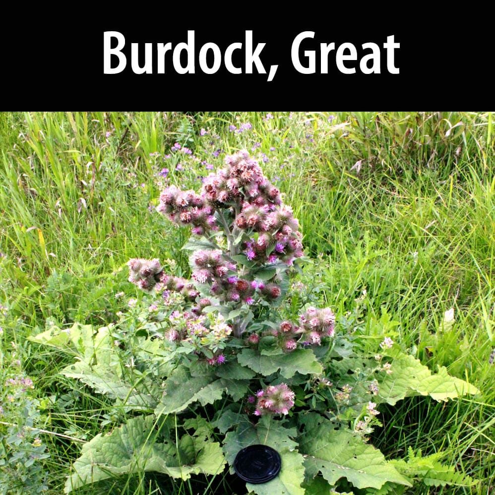 Burdock, Great A plant with purple flowers in the middle of green grass.