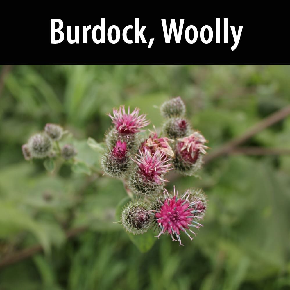 Burdock, Woolly A close up of the flowers on burdock woolly