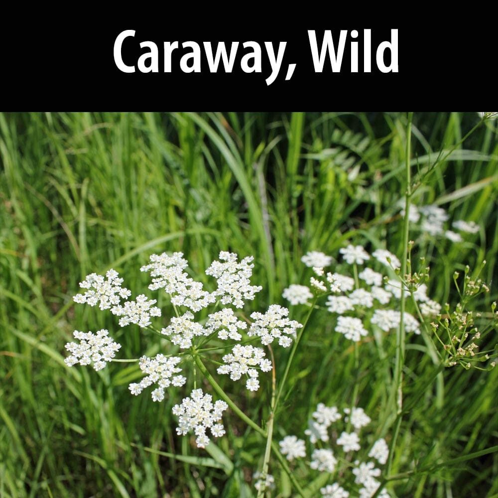 Caraway. wild A close up of some white flowers in the grass