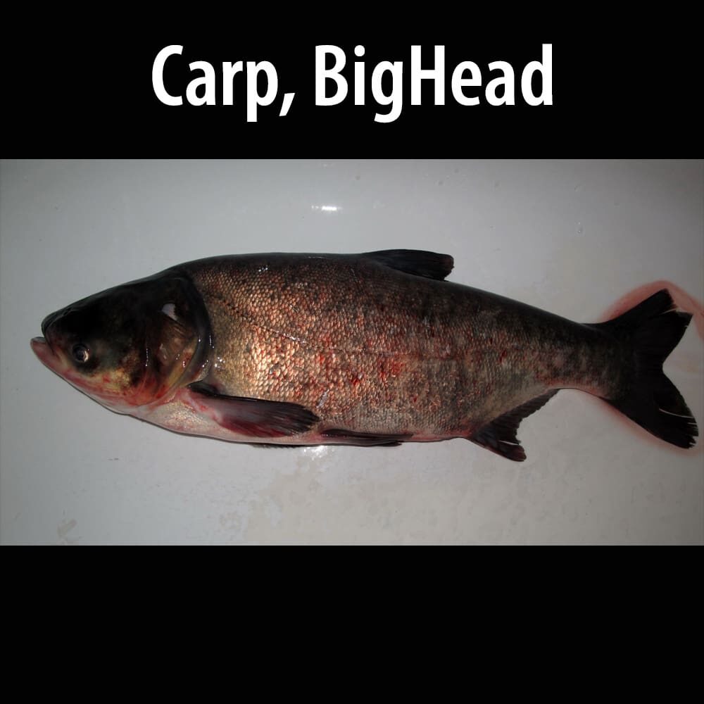 Carp BigHead A fish is laying on the table with text.
