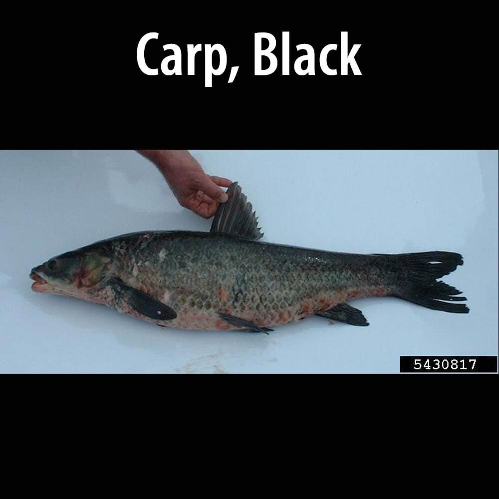 Carp, Black A fish is being held by someone with the caption " carp, black ".