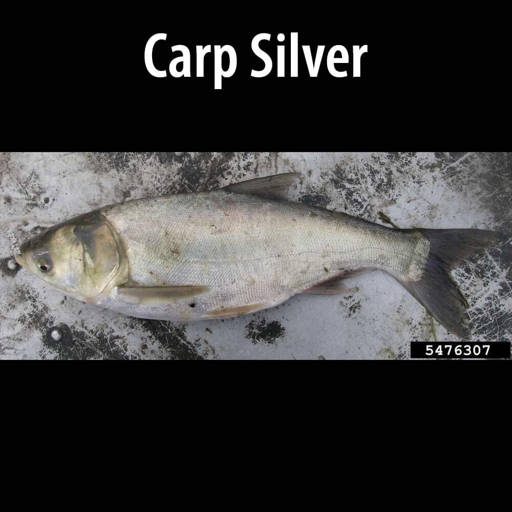 Carp silver A fish is laying on the ground in the snow.