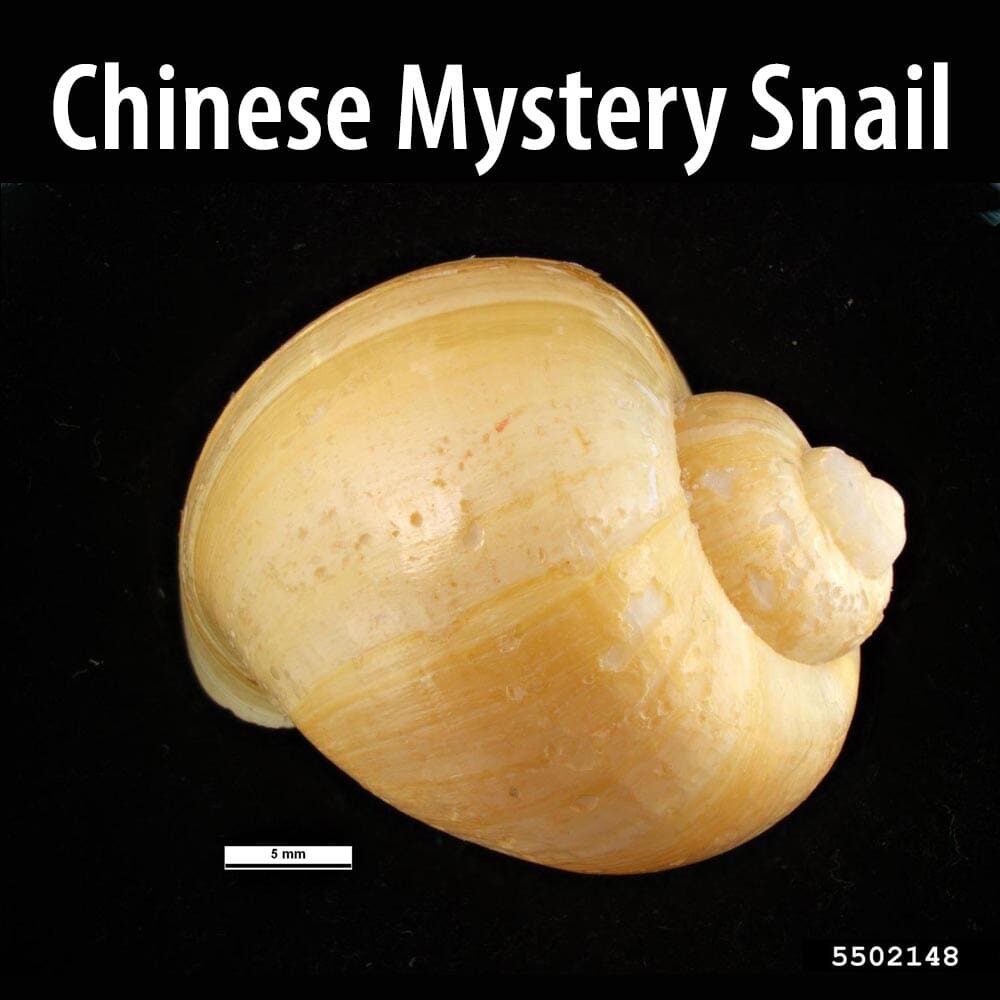 Chinese Mystery Snail A snail shell with the caption chinese mystery snail.