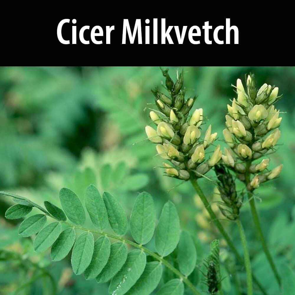 Cicer milkvetch A close up of some green plants with cicer milkvetch.
