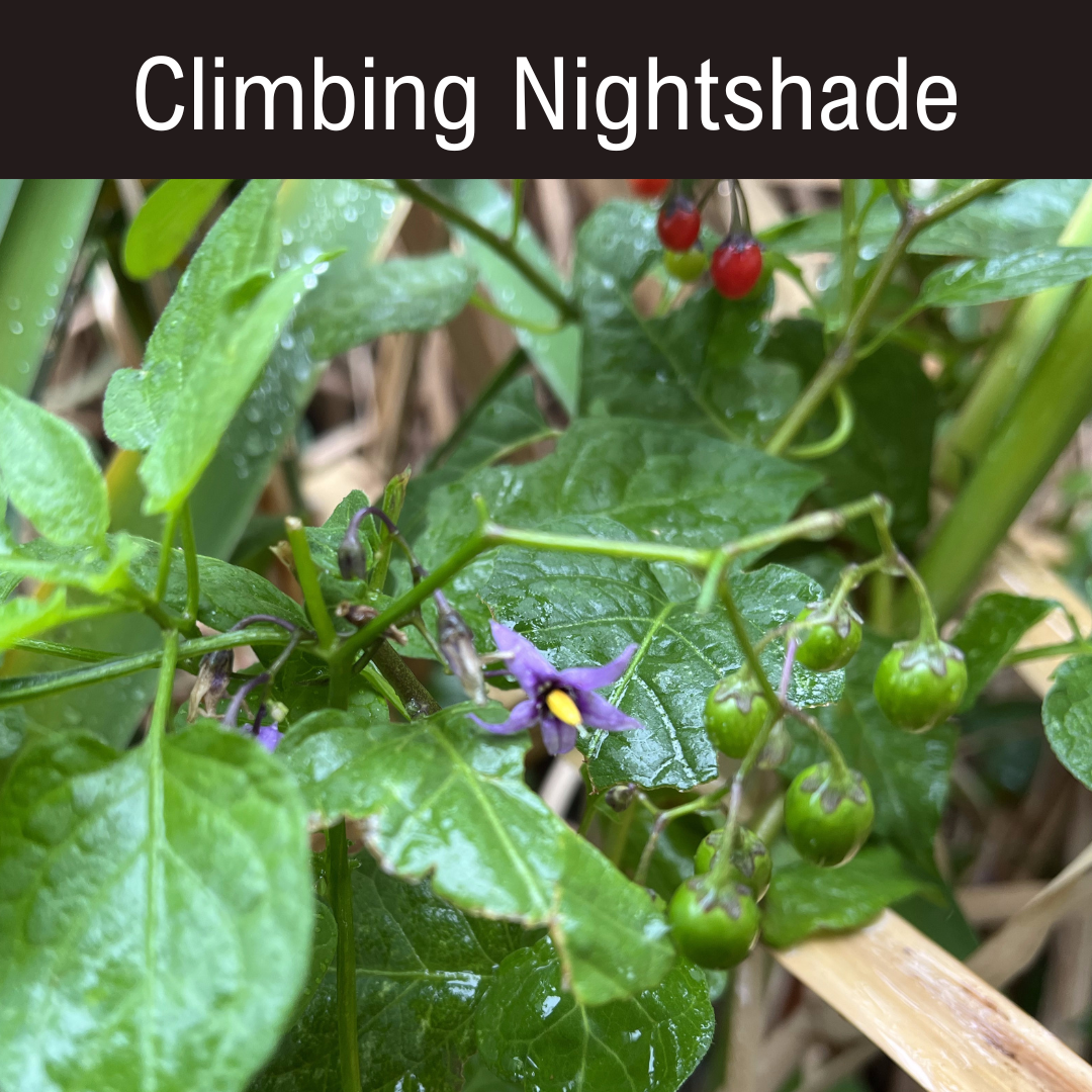 Climbing Nightshade A purple flower growing in the middle of some green leaves.