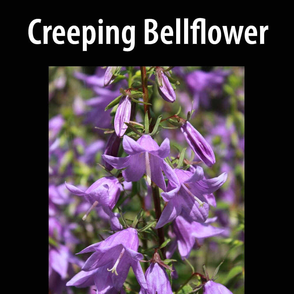 Creeping bellflower A close up of purple flowers with text