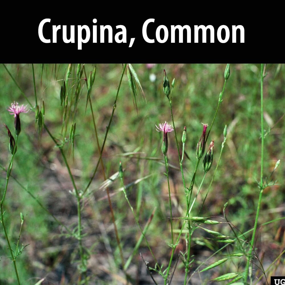 Crupina Common A close up of some pink flowers in the grass.