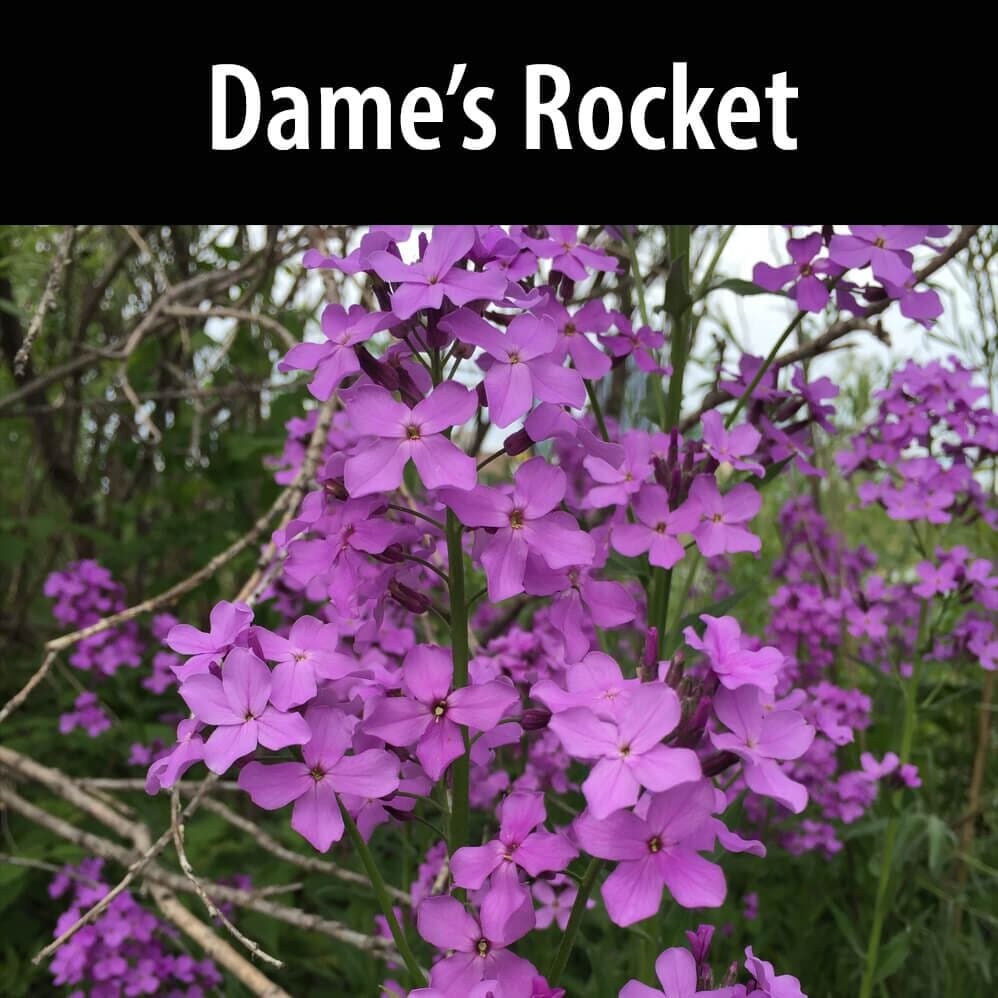 Dames-rocket(1) A purple flower is in the grass.