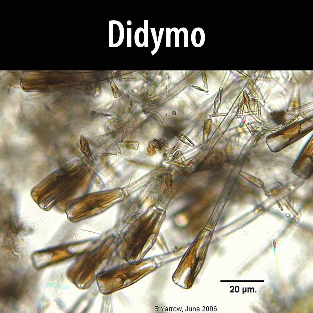 Didymo A close up of the didymos in water.