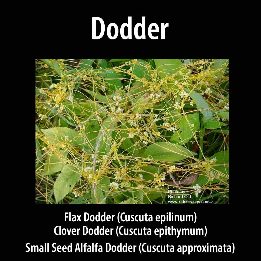 Dodder tm A picture of some green plants with the name of it.