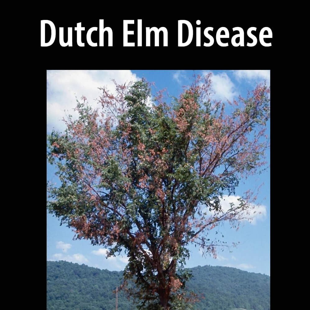 Dutch-elm-disease(1) A tree with red flowers growing on it.