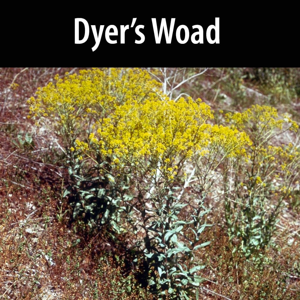 Dyers Woad A bush with yellow flowers in the middle of it.