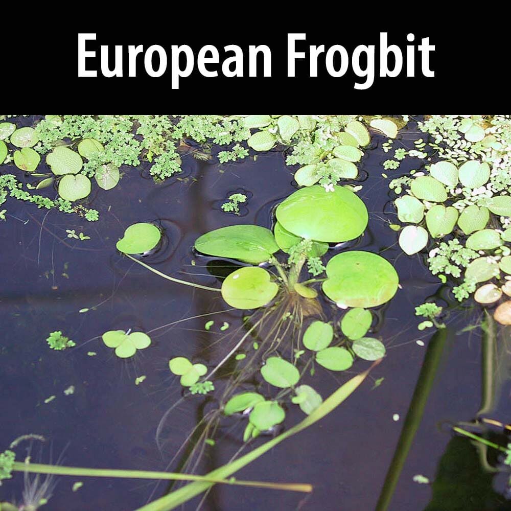 European Frogbit A pond with water lilies and green plants.